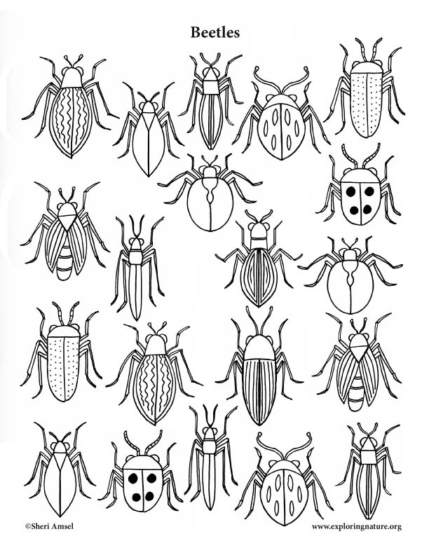 beetles-coloring-nature