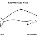 Whale (Beluga)