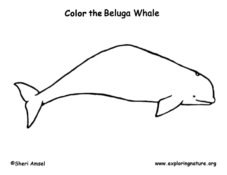 beluga whale coloring page