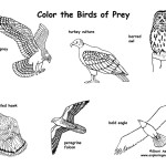 Birds of Prey