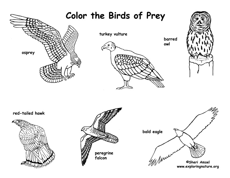 Birds of Prey – Coloring Nature