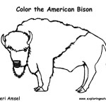 Bison (American)