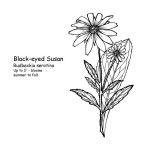 Black-eyed Susan