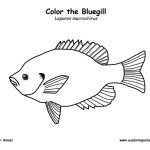 Bluegill