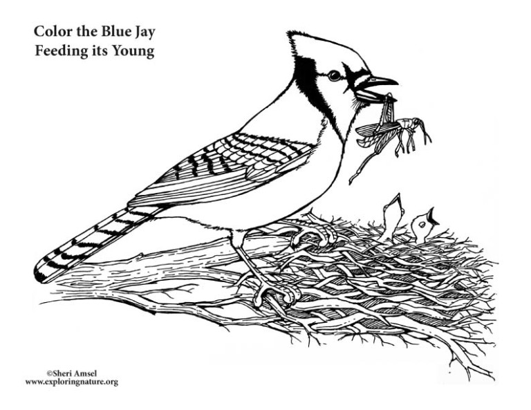 Blue Jay Feeding Young – Coloring Nature