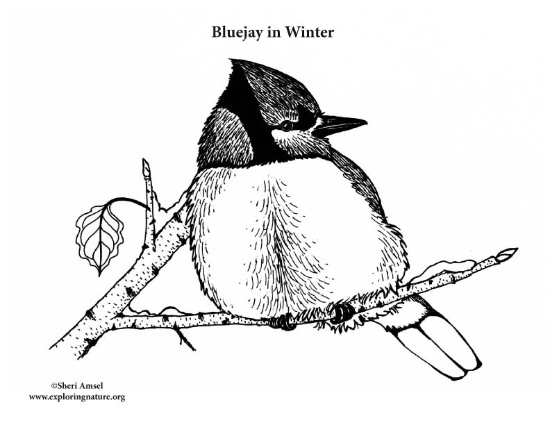 Blue Jay in Winter – Coloring Nature