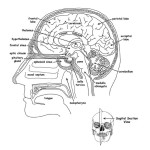 Brain Structures (Labeled)