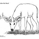 Buck (Male Deer)