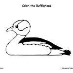 Duck – Bufflehead