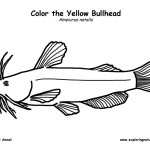 Bullhead