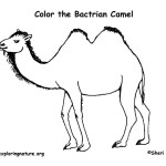 Camel (Bactrian)