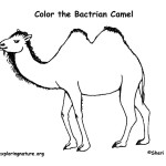 Camel (Bactrian)