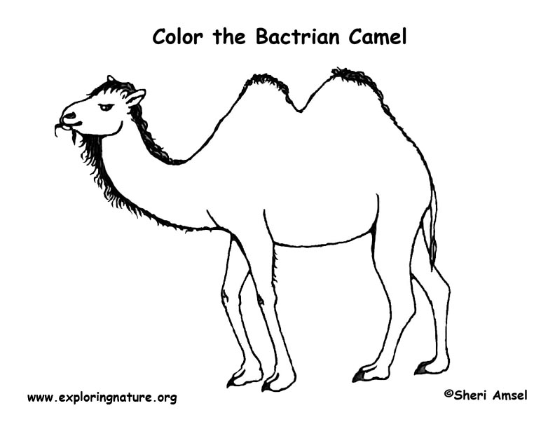 Download Camel (Bactrian) - Coloring Nature