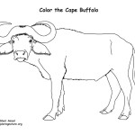 Cape Buffalo