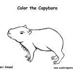 Capybara