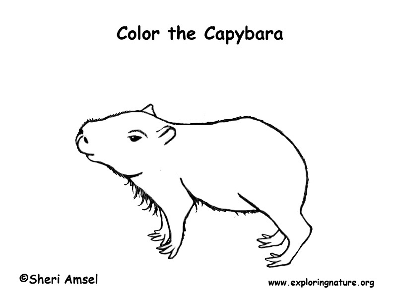 Capybara – Coloring Nature