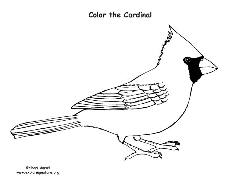 ohio state bird coloring pages - photo #17