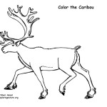 Caribou