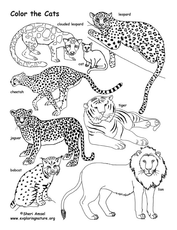 Cat Family – Coloring Nature