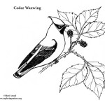 Cedar Waxwing