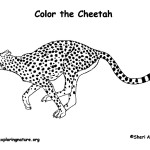 Cheetah