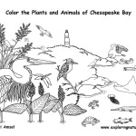 Chesapeake Bay Animals