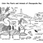 Chesapeake Bay Animals (Labeled)