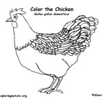 Chicken (Hen)