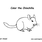 Chinchilla