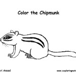 Chipmunk (Eastern)