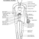 Blood Vessels of the Circulatory System (Advanced)