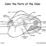 Clam Anatomy