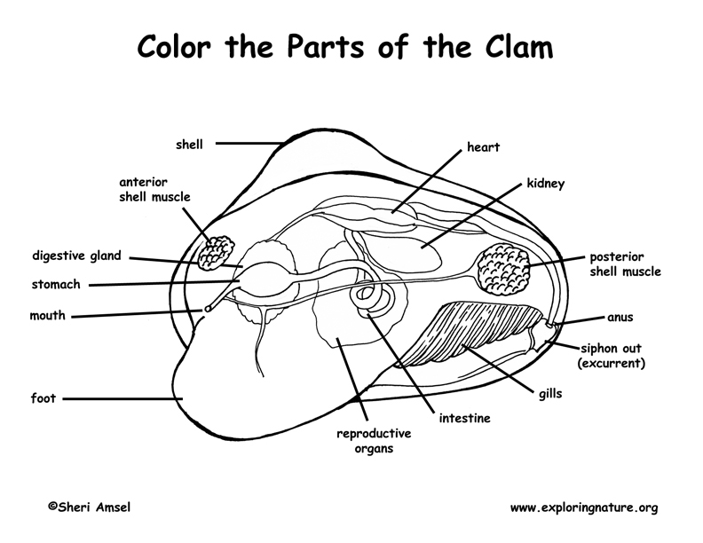 Download Clam Anatomy - Coloring Nature