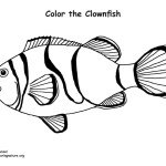 Clownfish