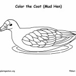 Coot (American) or Mud Hen