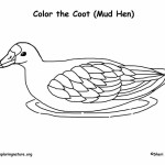 Coot (American) or Mud Hen