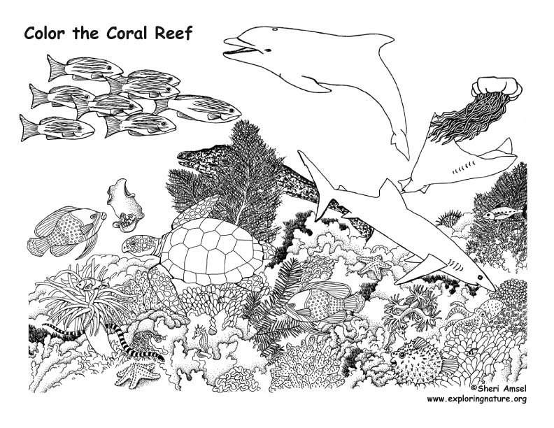 Coral Reef Animals Coloring Nature