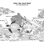 Coral Reef Animals (Labeled)