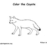 Coyote