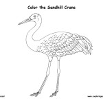 Crane (Sandhill)