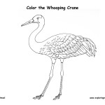 Crane (Whooping)