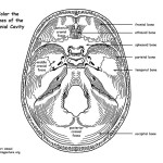 Skull – Cranial Cavity Bones