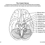 Cranial Nerves of the Brain