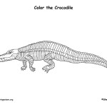 Crocodile (American)