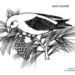 Crossbill (Red)