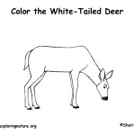 Deer (White-tailed)