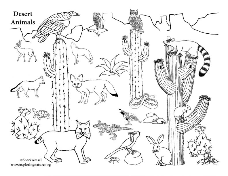 Download American Desert Animals (More) - Coloring Nature