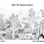 Sonoran Desert (Detailed)