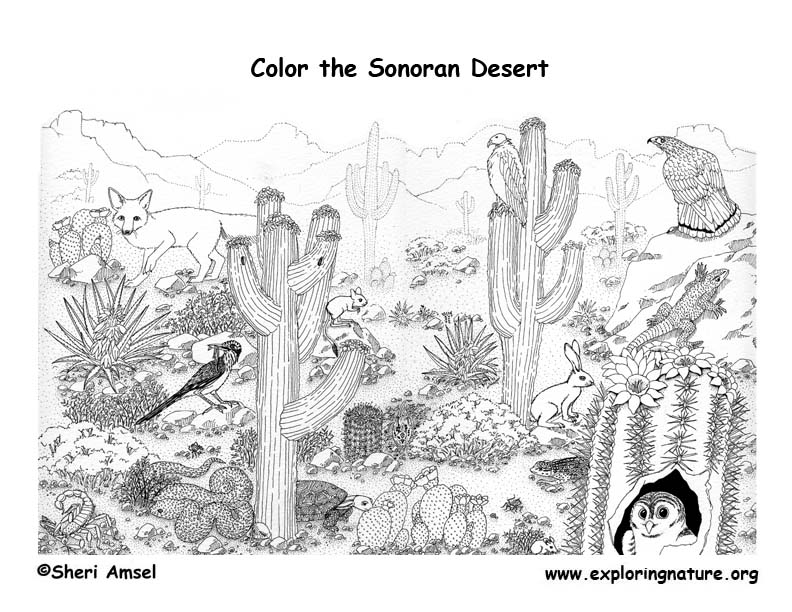 Download Sonoran Desert (Detailed) - Coloring Nature