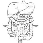 Digestive System Organs